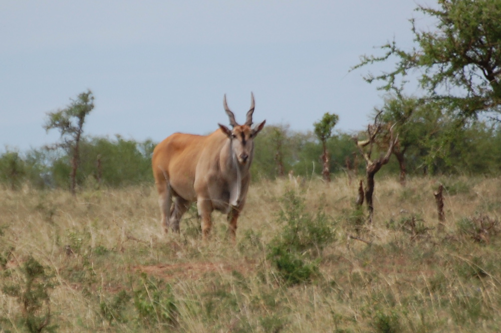Tanzania - Antilope alcina (Taurotragus oryx)